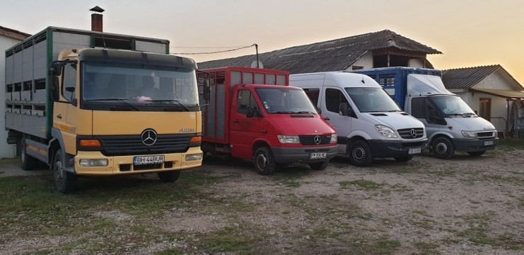 Transport animale vii